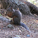 Eichhörnchen auf dem Eichhörnchenweg in Arosa.
