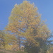 Knapp über der Nebelgrenze. Die Wälder oberhalb Ovronnaz erstrahlen in den goldenen Herbstfarben