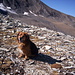 Toto atop the Juferjoch. The Piotjoch can be seen at the far right.