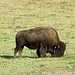 Ein von ca. 20 Bisons beim Hofgut Bodenwald