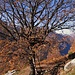 Il sogno di ogni bambino: un rifugio su un albero.