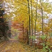 ... in den nebelgeschwängerten, malerischen Herbstwald hinein Richtung Höchweidli