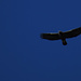 Der Ammergauer Adler schaut auch mal vorbei / l`aquila dell`Ammergau in volo