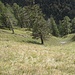 Abstieg zum Seinsbach in Serpentinen durch steilen Grashang