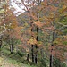 Herbstimpression im Karwendel