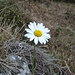 späte (oder stark verfrühte) Margerite
