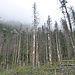 Auf der Tatramagistrale, der Wald ist hier nach dem Tornado 2005 in keinem guten Zustand.