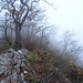 Lägerngrat im Nebel. Der einzige rotweisse Wanderweg im Aargau verläuft auf dem Lägerngrat zwischen Rest. Schartenfels (P. 464) und dem Lägernsattel.