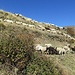 Schafe im Poqueira-Tal