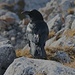 Das erste Mal in freier Natur habe ich einen Kolkrabe (Corvus corax) gesehen der sichtlich den sonnigen Herbsttag auf dem Gipfel genoss.