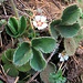 Potentilla micrantha DC.<br />Rosaceae<br /><br />Cinquefoglie fragola secca.<br />Potentille à petites fleurs.<br />Kleinblütiges Fingerkraut.<br />