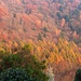 colori d'autunno a Sagno
