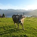 Schöne Kuh vor prächtigem Panorama