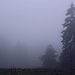 Oberhalb vom Wald sind's noch 60 Höhenmeter über Wiesen zum Gipfel. Nebel taucht die Juralandschft in ein geheimnisvolles Licht.