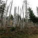 Waldfriedhof. Überbleibsel vom Sturm Lothar 1999