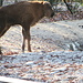 kleine Bison im Tierpark Lange Erlen