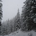 Schneetreiben im Tannenwald