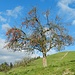 ... und blattlosem, doch noch reichlich Früchte tragendem, Obstbaum