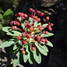 Euphorbia Atropurpurea (Wolfsmilchgewächs)