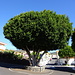 Riesiger Ficus