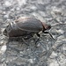 Ein Käfer überquert die Teerstraße. Er sollte sich beeilen, der Winter naht!