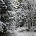 Winterzauber im Wald. 