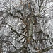 im Weiss-Grau fallen die wenigen bunten Blätter der Birke auf