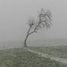sinnbildlich für die heutige kurze Wanderung: der Baum (wohl schon länger) und wir kämpfen gegen Starkwind, Kälte und Schnee an