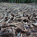 Tannzäpfchen-Wald