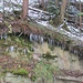 Eiszapfen auch am Übergang von der Sandsteinwand zum Waldboden ...