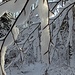 Premières neiges sur les Vosges
