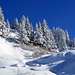 Schön verschneite Bäume im Aufstieg zum Trüttlisberg