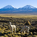 Alpakas vor Parinacota und Pomerape