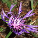 centaurea