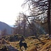 Im Abstieg von der Alpe Lôcia nach Rienza im Lärchenwald