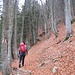 In salita verso l'Alpe Giumello. La mancanza di neve e di pioggia rende lo strato di foglie nella faggeta spesso veramente alto: a tratti si procede immersi fino alle ginocchia.