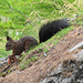 Ein Eichhörnchen im Wallis auf dem Weg zum Weissmies.