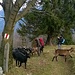 Monte degli Stroppini 1000 mt.