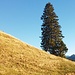 Der König des Südhanges
