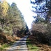 schneefreier Waldweg am Beginn der Wanderung