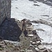 Ein kleiner Steinbock direkt neben der Station am Passo di Salati
