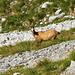 Chamois dans le flanc sud-est du Seehore