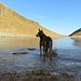 la mitica Suni al Lago di Ravinella ghiacciato