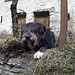 <b>Il mansueto cane pastore di Pontirone.</b>