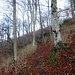 aufwärts in den Wald
