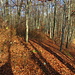 und wieder zurück in den Wald, hier noch eine erahnbare Spur