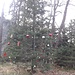 Weihnachtsbaum im Frödischtal