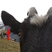 <b>La "nòda", ossia il marchio del bestiame. In questo caso è una tacca sull'orecchio destro chiamata "tài".
<img src="http://f.hikr.org/files/1957476k.jpg" />
Squadra e tài.</b>