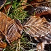 winterlich "angehauchte" Herbstblätterpracht