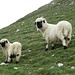 Schwarznasen Schafe, das heikle Thema im Wallis zwischen Schafzüchtern und Wolfsfreunde. Ich gehöre zu den letzteren!